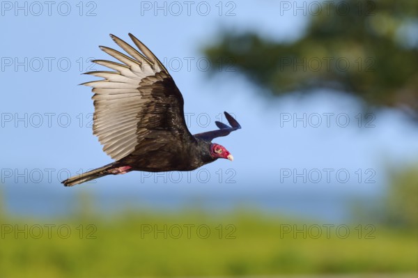 A vulture with outstretched wings flies in front of a blue sky, Turkey Vulture (Cathartes aura),