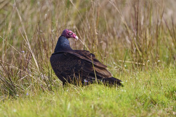 A vulture with a red head sits in the grass and looks to the side, Turkey Vulture (Cathartes aura),