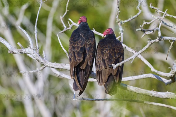Two vultures with red heads sitting side by side on bare branches in the wild, Turkey Vulture