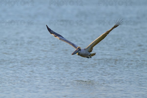 A pelican flies just above the surface of the sea with outstretched wings, Brown Pelican,