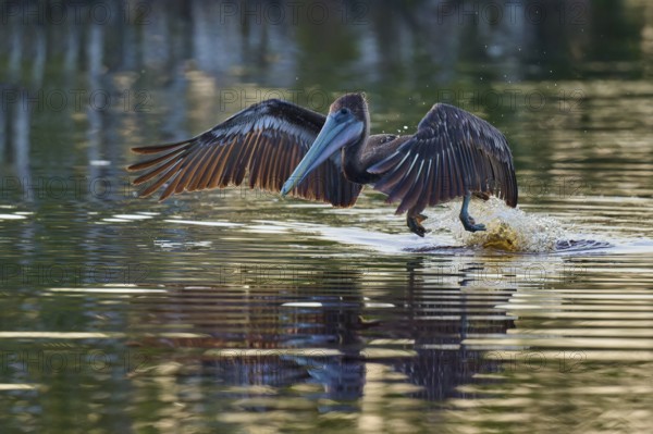 A pelican lands on the water and creates a splashing motion with outstretched wings, Brown Pelican,