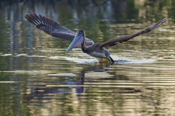 A pelican sails gently over the water surface with outstretched wings, Brown Pelican, (Pelecanus