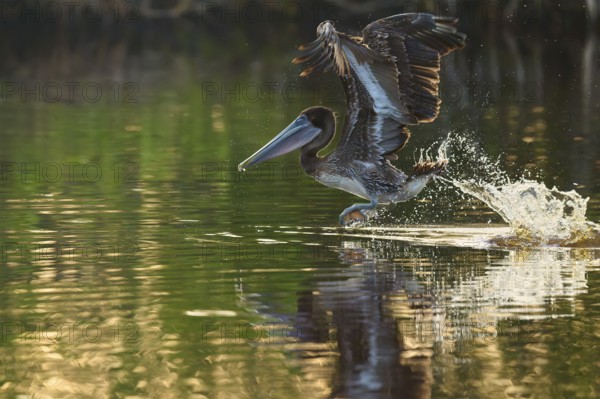 A pelican takes off from the surface of the water leaving splashes surrounded by shimmering