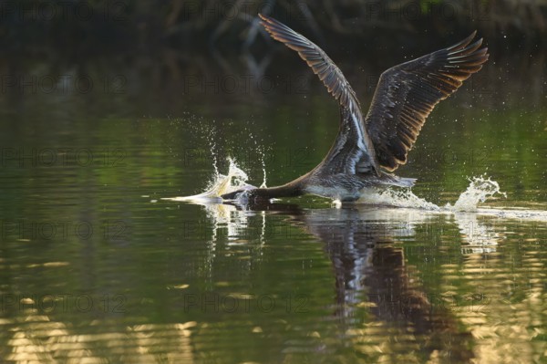 A pelican spreads its wings and takes off from the water surface with splashes, Brown Pelican,