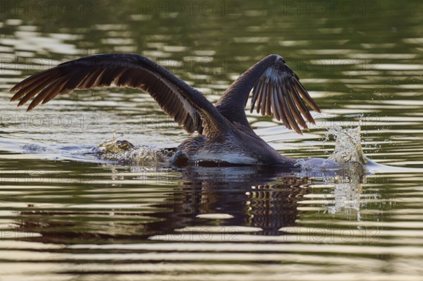 Pelican swimming with wings spread backwards, Brown Pelican, (Pelecanus occidentalis), Everglades