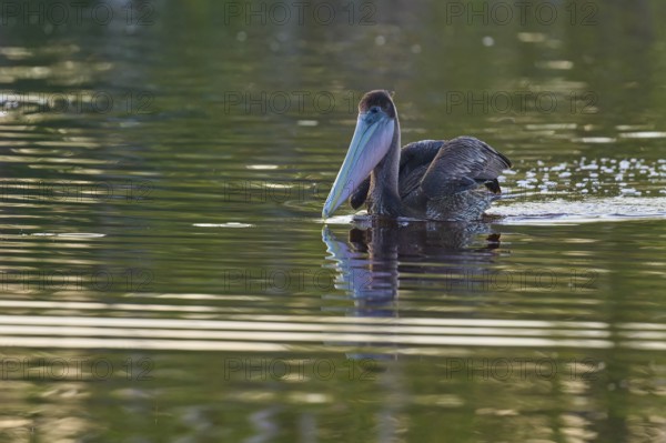 A pelican swimming with its head leaning back in the water, Brown Pelican, (Pelecanus