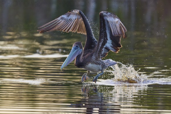 Pelican lifts majestically from the water with splashing water, Brown Pelican, (Pelecanus