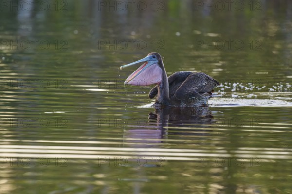 Pelican with wide open beak in calm water, Brown Pelican, (Pelecanus occidentalis), Everglades