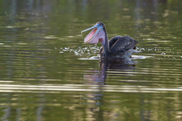 A pelican swimming on a lake with a perfect reflection in the water, Brown Pelican, (Pelecanus