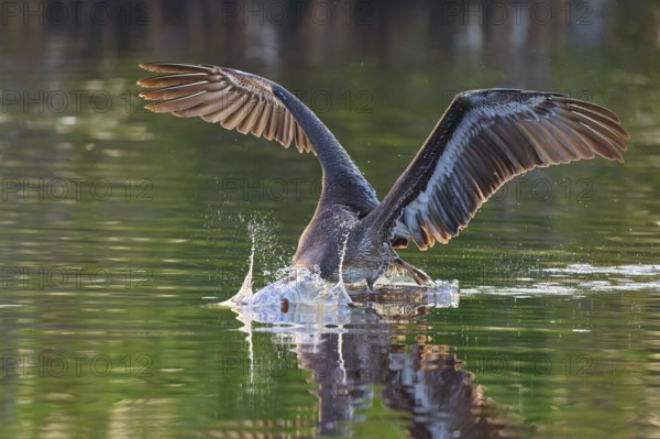 A pelican dips its beak into the water in a dynamic movement with outstretched wings, Brown