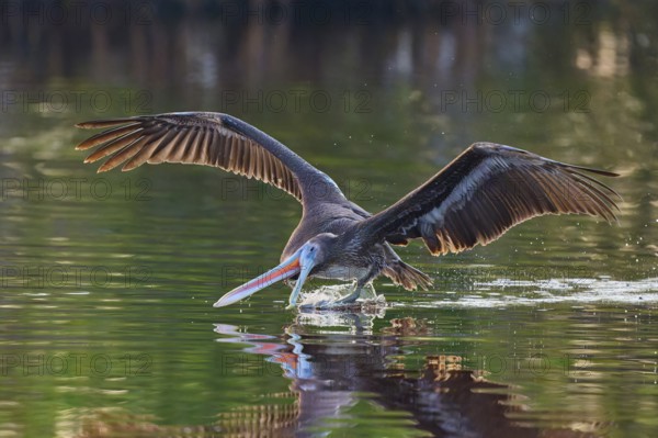 A pelican stretches its beak into the water as it glides just above it, Brown Pelican, (Pelecanus