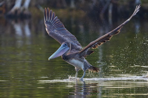 A pelican hovering just above the water surface with slightly raised wings, Brown Pelican,