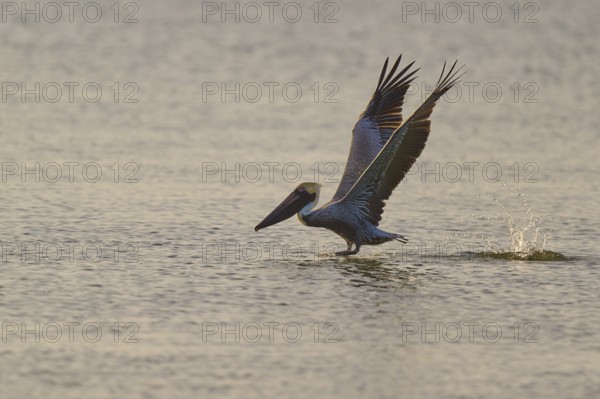 Pelican landing on the water with splashing waves, Brown Pelican, (Pelecanus occidentalis),