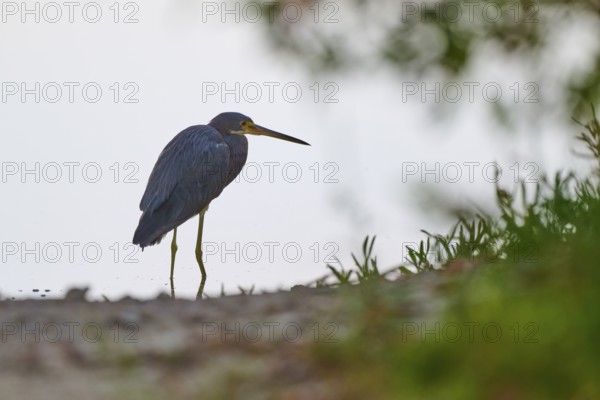 A heron stands on the shore of a body of water in a peaceful natural setting, Tricoloured Heron