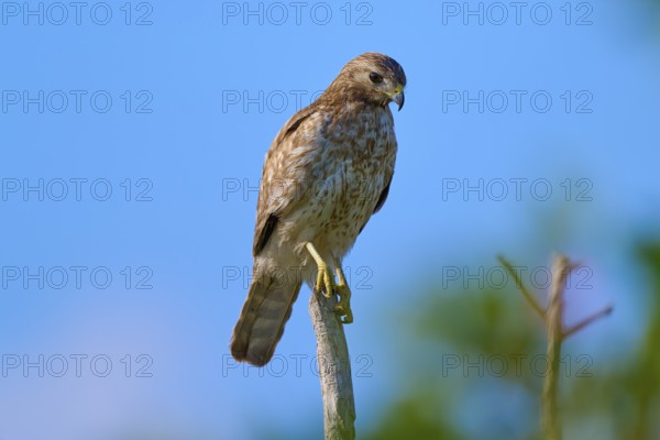 A bird of prey perched on a branch, against a blue sky and surrounded by green vegetation,