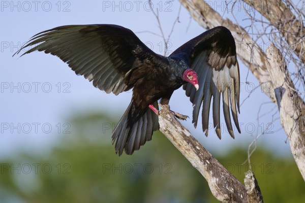 A vulture with outstretched wings on a tree against the sky, Turkey Vulture (Cathartes aura),