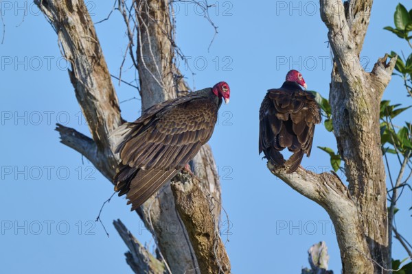 Two vultures perched on bare branches against the blue sky, Turkey Vulture (Cathartes aura),