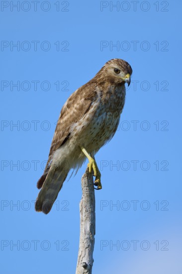 Close-up of a bird of prey on a branch, with clear blue sky in the background, Red-shouldered Hawk