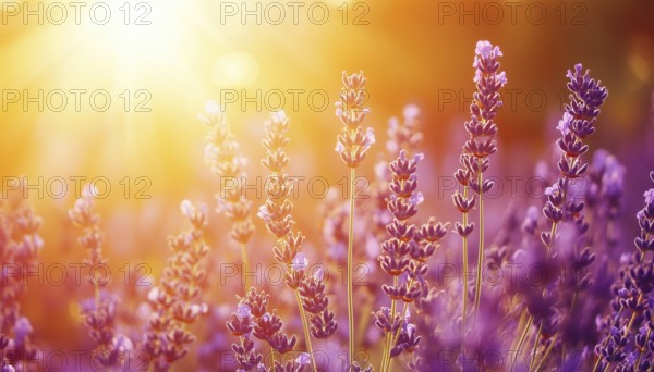 Close-Up View Of Lavender Field In Sunlight With Orange And Gold Sky, Artistic And Zen Nature.
