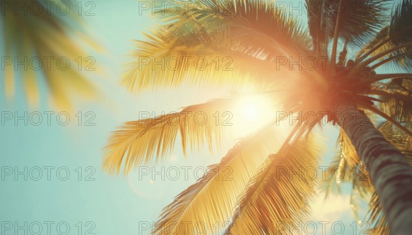 Tropical Palm Trees: Romantic Sunset Vibes In Outdoor Exotic Setting With Bright Sunlight And Lush