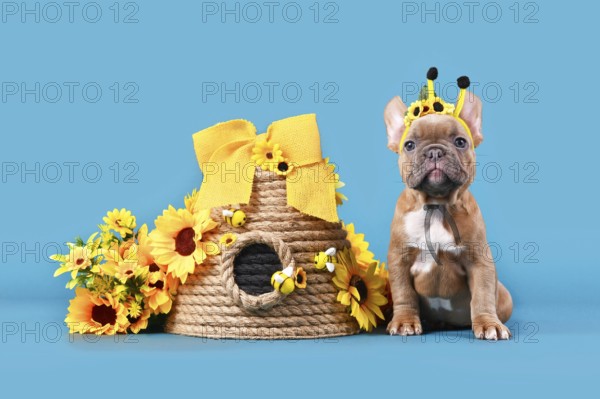 Fawn French Bulldog dog puppy with bee costume antlers sitting next to beehive and sunflowers on