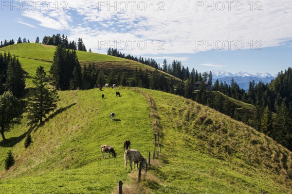 Panorama, snow-covered mountains, Bernese Oberland, view from Lüderenalp, Emmental, Canton of Bern,
