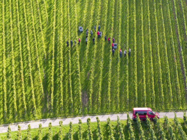 People spread out in the vineyard during the grape grape harvest, red car in sight, grape harvest,