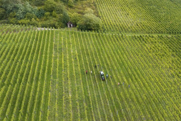 Extensive vineyard with people and tractor in rows of vines, grape grape harvest, near Korb, Rems