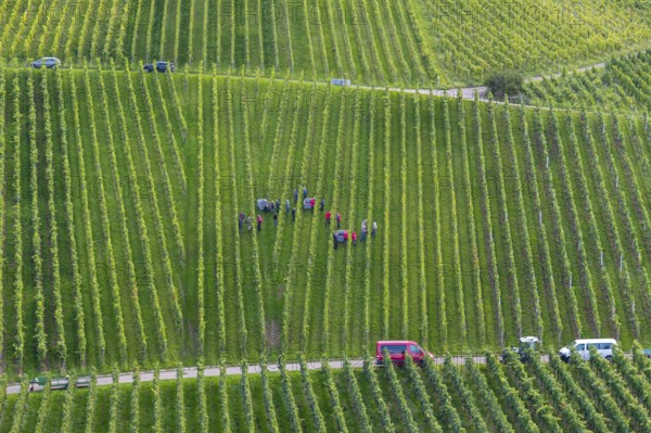 Vineyard with harvesters in rows, cars on a path at the edge, grape grape harvest, near Korb, Rems