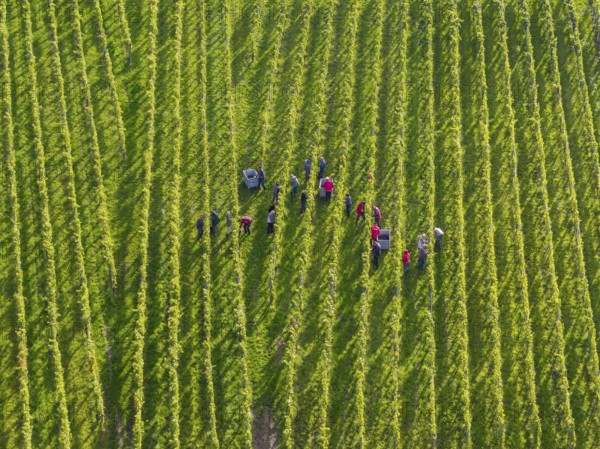 Groups of people collecting grapes in a green vineyard, grape grape harvest, near Korb, Remstal,