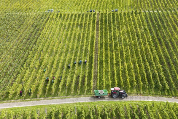 Aerial view of a vineyard with harvesters and tractor between the rows of vines, grape grape