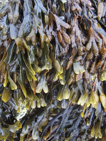 Algae overgrown rock formation in Brittany France