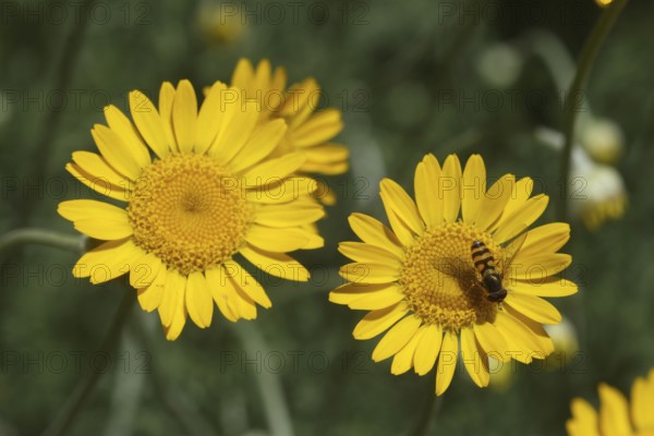 Hoverfly (Syrphidae) on the flower of a dyer's chamomile (Anthemis tinctoria) also called dyer's