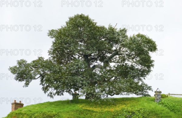 Idyllic scenery with big old tree at The Shire represented by a region near Matama at the North