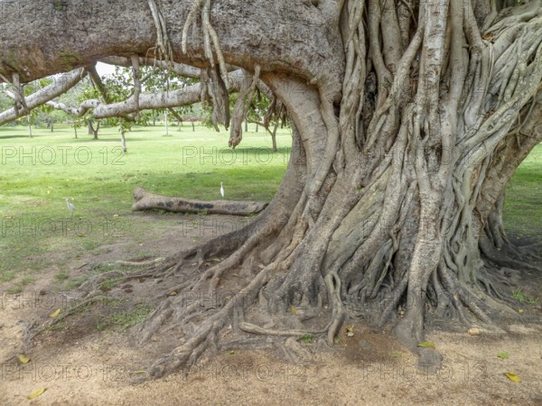 Closeup shot of strangler fig boughs seen in Sri Lanka