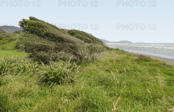 Scenery at the Whareroa beach at Queen Elizabeth park in New Zealand