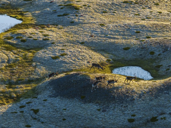 Reindeer, reindeer herd, walking, volcanic landscape, evening light, summer, south-east Iceland,