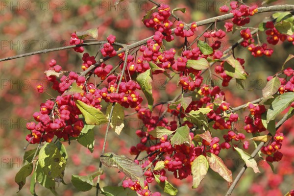 Common spindle bush (Euonymus europaeus) better known as peacock, ripe fruit on the bush, Allgäu,