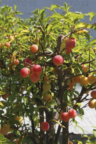 Plum tree (Prunus domesticus) potted plant in the garden, red, ripe fruit, Allgäu, Bavaria,