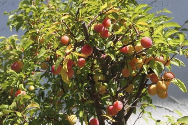 Plum tree (Prunus domesticus) potted plant in the garden, red, ripe fruit, Allgäu, Bavaria,