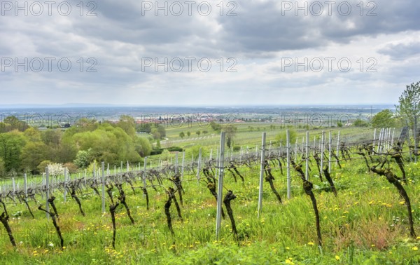 Scenery around Sankt Martin, a municipality in the Southern Wine Route area in Rhineland-Palatinate