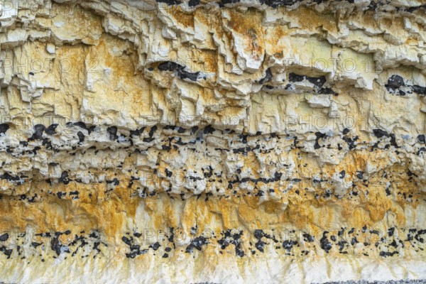 Chalk cliff closeup seen near Fecamp, a commune in the department of Seine-Maritime at the Normandy