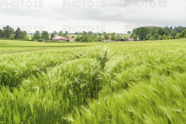 Stormy agricultural springtime scenery with grainfield around a small village in Hohenlohe, a