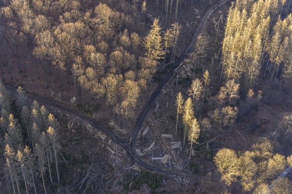 Aerial photograph, forest dieback at the LWL Open-Air Museum Hagen, Eilpe, Hagen, Ruhr area, North
