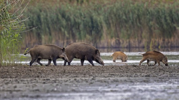 Wild boar (Sus scrofa), hunter's term for wild boar, black boar, blackbuck, brook, herd, overrun,