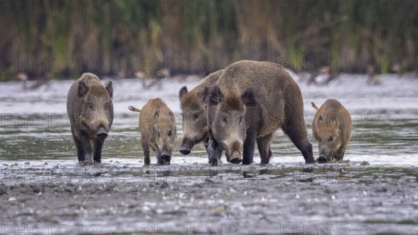 Wild boar (Sus scrofa), hunter's term for wild boar, black boar, blackbuck, brook, herd, overrun,