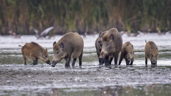 Wild boar (Sus scrofa), hunter's term for wild boar, black boar, blackbuck, brook, herd, overrun,