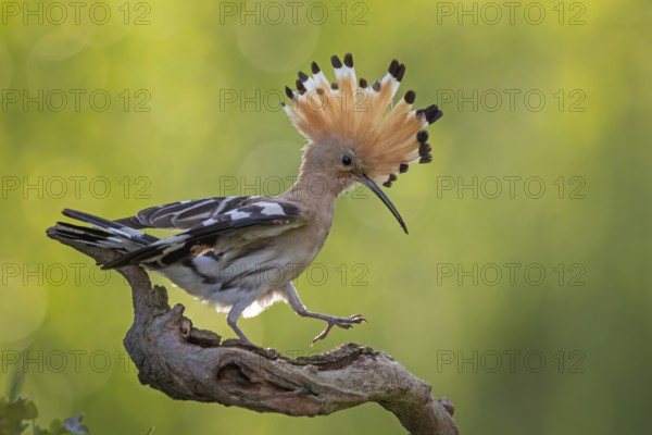 Hoopoe (Upupa epops) Bird of the Year 2022, male on perching branch, foraging, raised canopy,