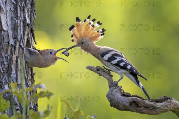 Hoopoe (Upupa epops) Bird of the Year 2022, male with food, prey, foraging, food for the young