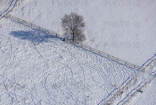 Aerial view, snow-covered meadow with single tree, fences, tracks in the snow, winter, centre,